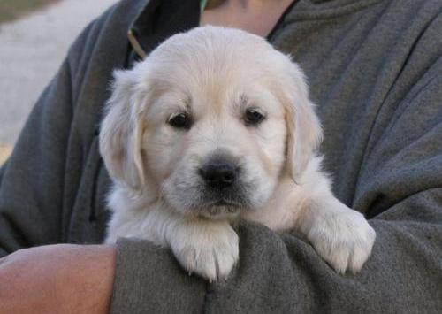 golden retriver puppies for your kids