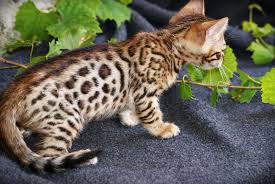  AKC registered. Bengal Kittens