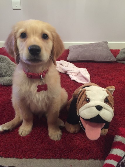 Golden Retriever male and females