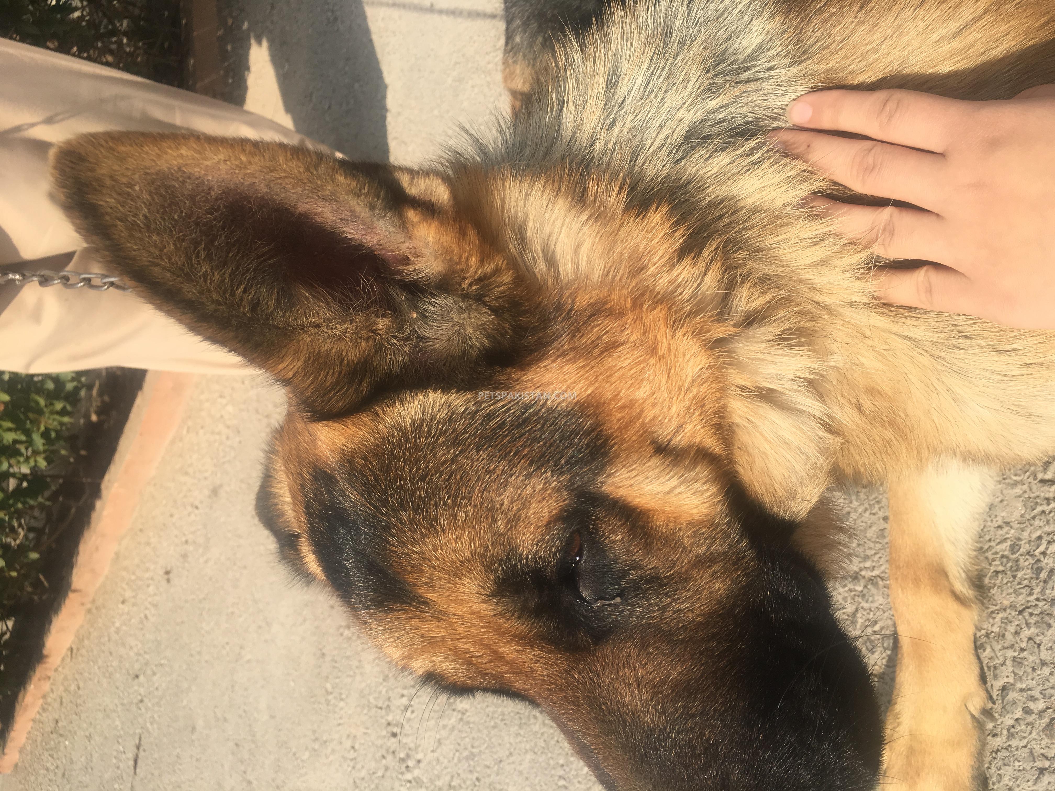 Male german shepherd — photo 1