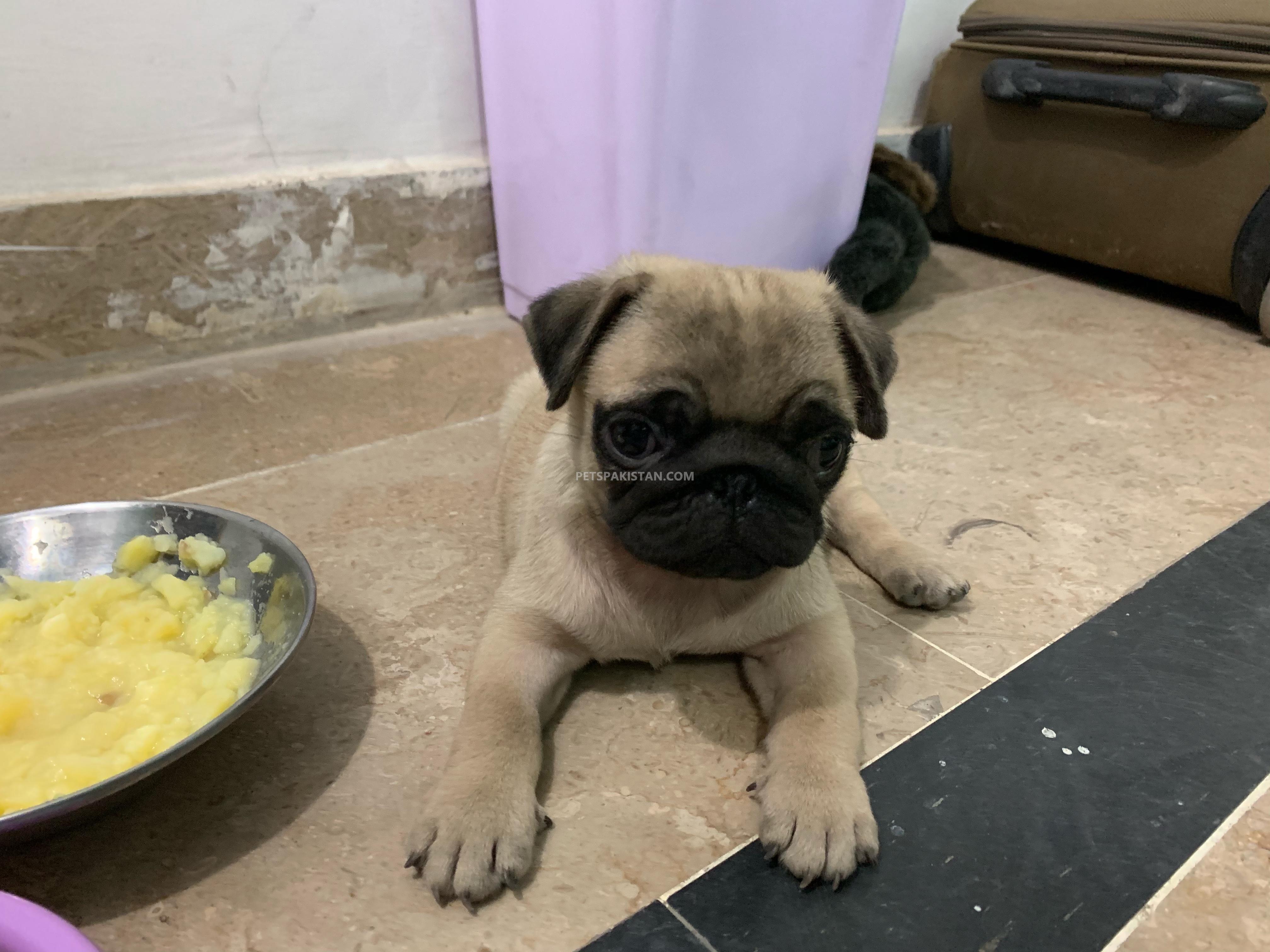 Pug