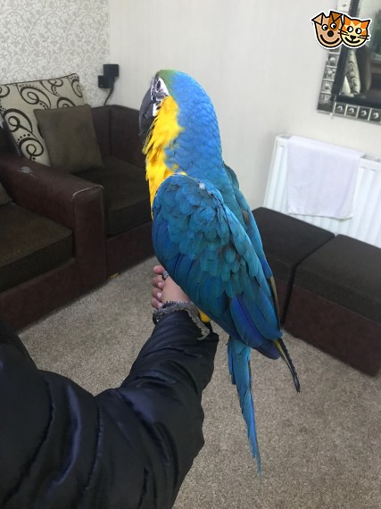 Beautiful 7 Months Old Baby Blue And Gold Macaw