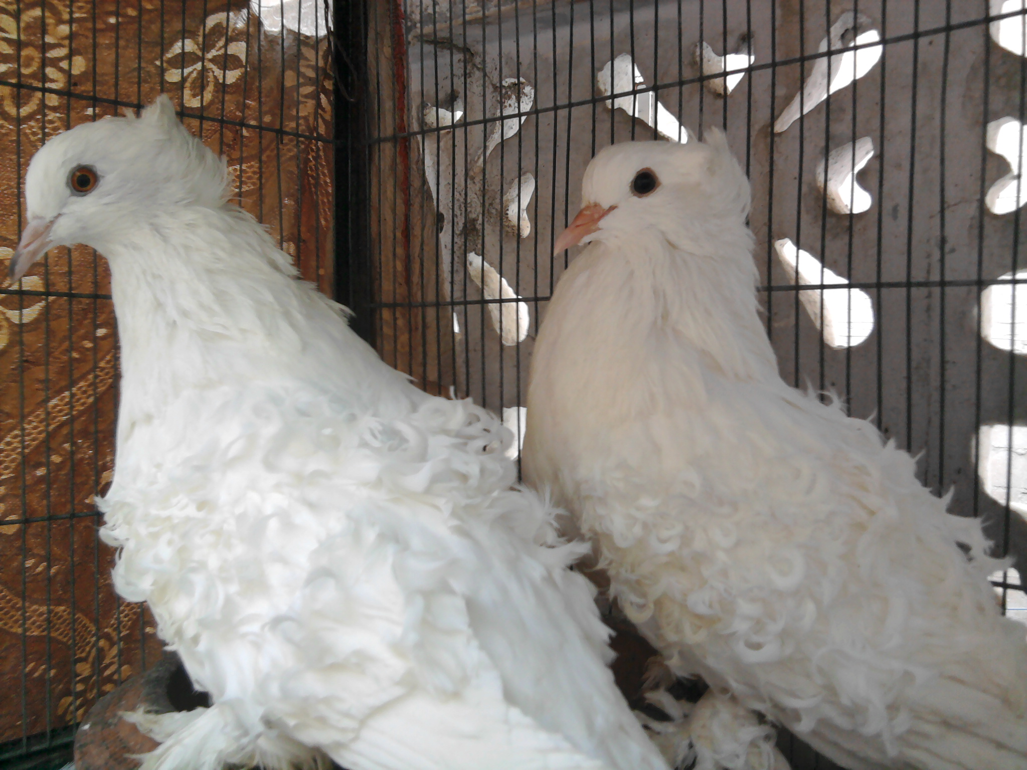 frill back breed pair and young