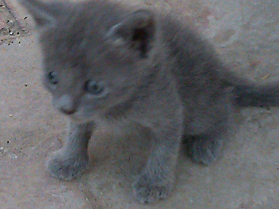 Norway breed kitten for sale 