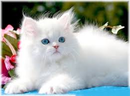 cats for addoption
