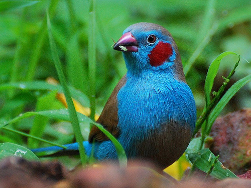 Red-Checked Cordon Blue for Sale