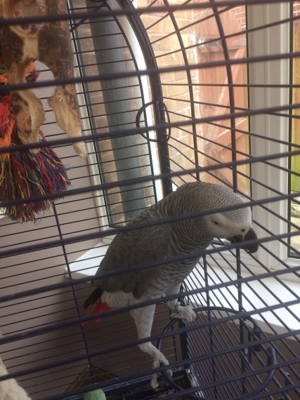 African Grey