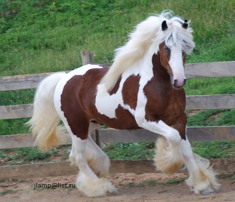 Healthy Gypsy Vanner horse for sale