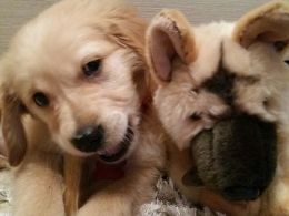 Golden Retriever male and females
