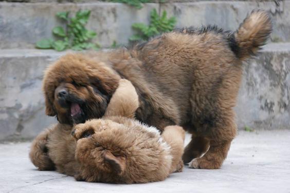 Three Tibetan Mastiff puppies for adoption......1 — photo 1