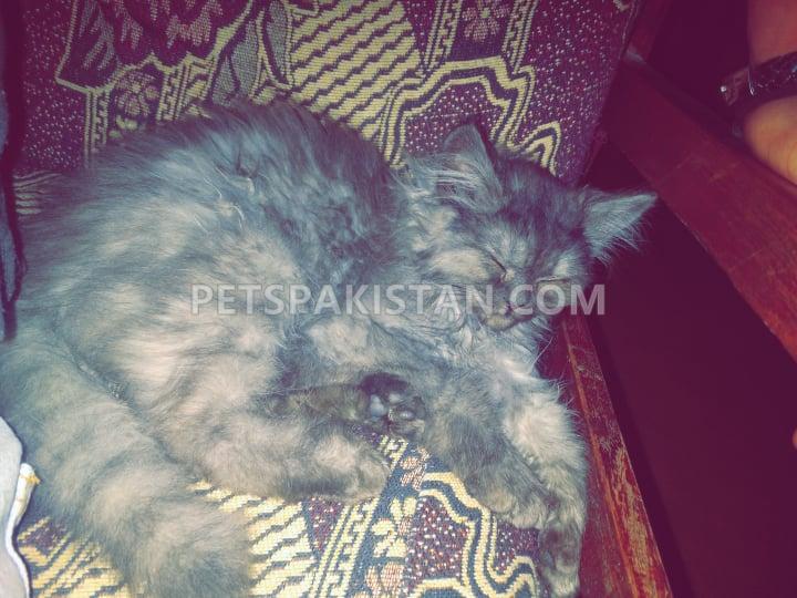very loving nd cute pet 