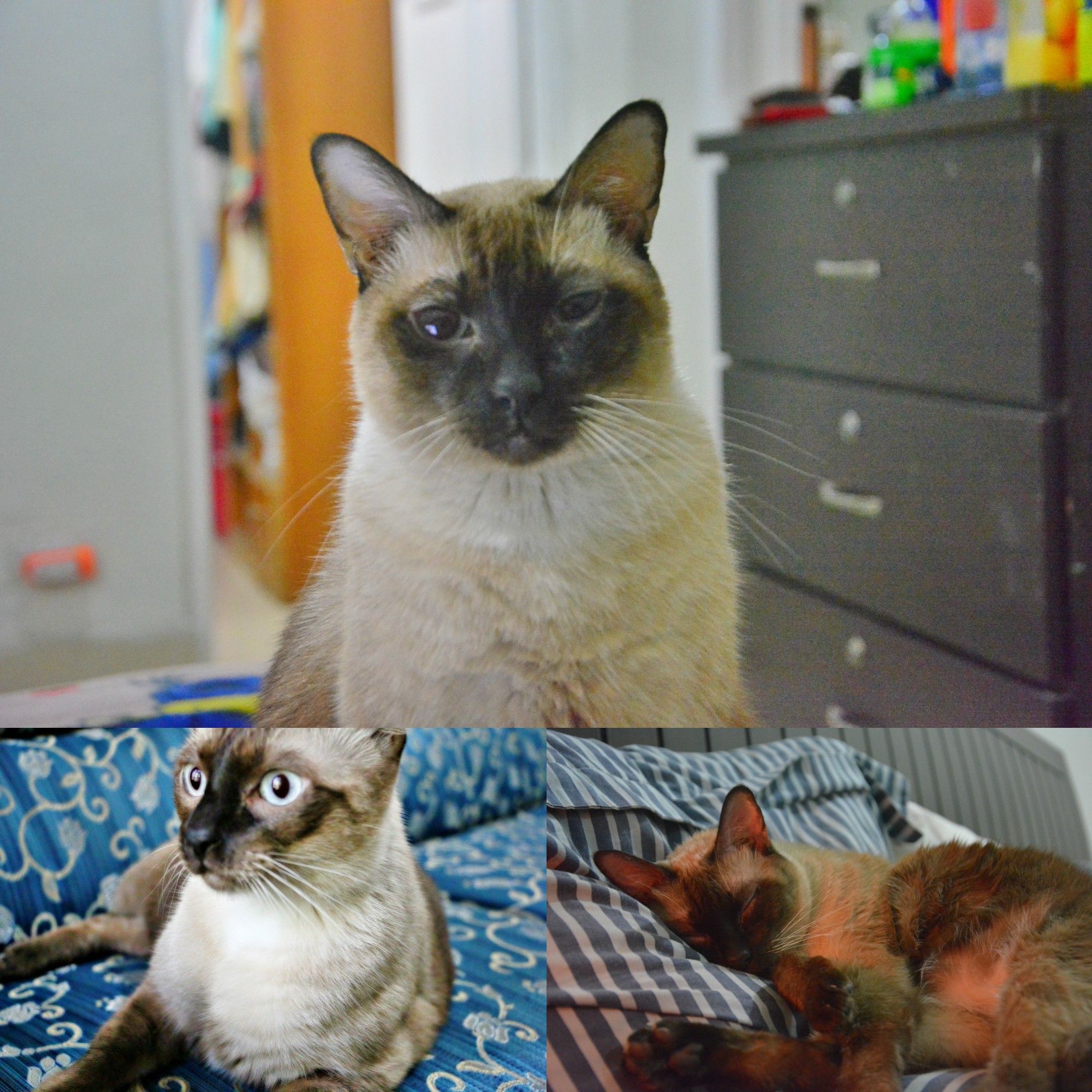Siamese Cat for Adoption