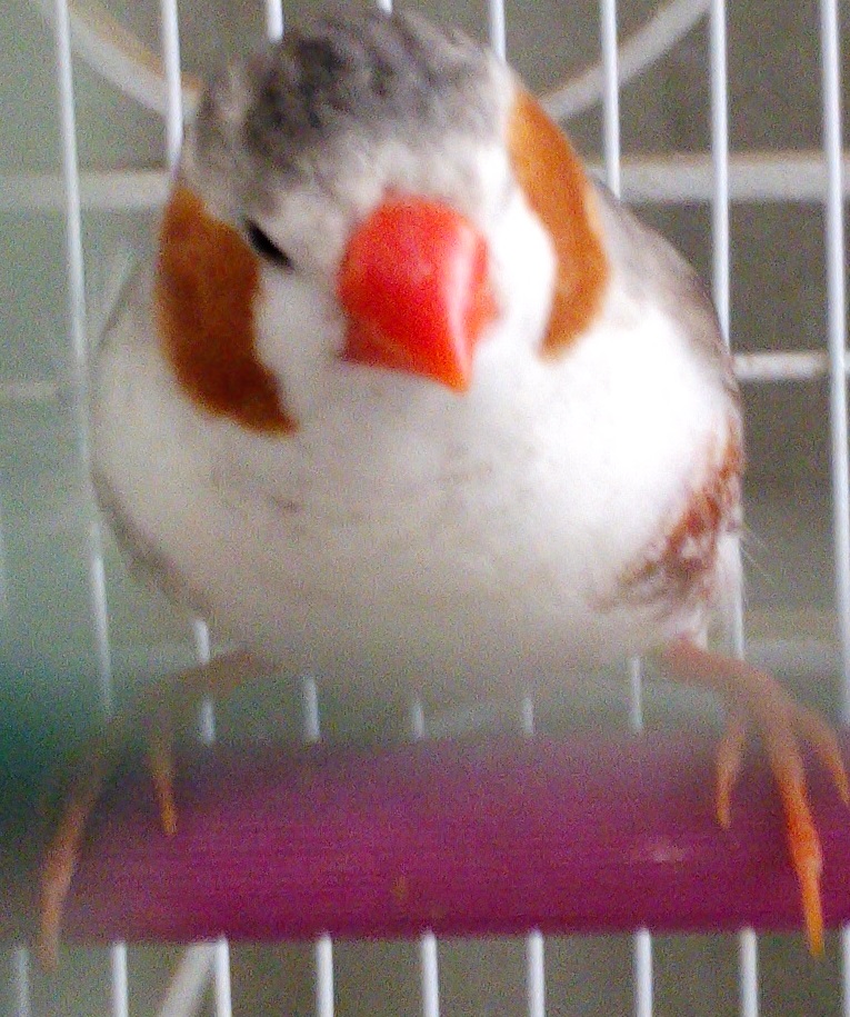 Exhibition size zebra finches