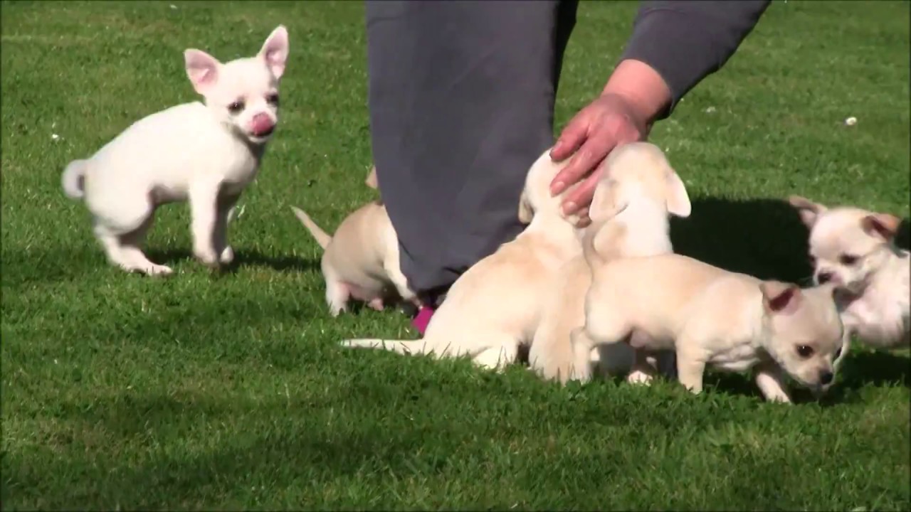 Male and Female Chihuahua Puppies for adoption 
