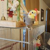 Accessories and cage Hyacinth macaw