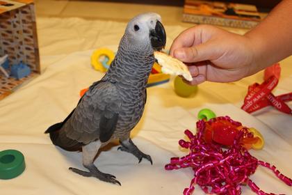 Parrots for sale- Various Species Available-Tamed, Healthy, Hand Raised