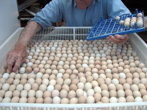  Healthy Fertile Eggs New Arrival in Stock with Chicks for sale