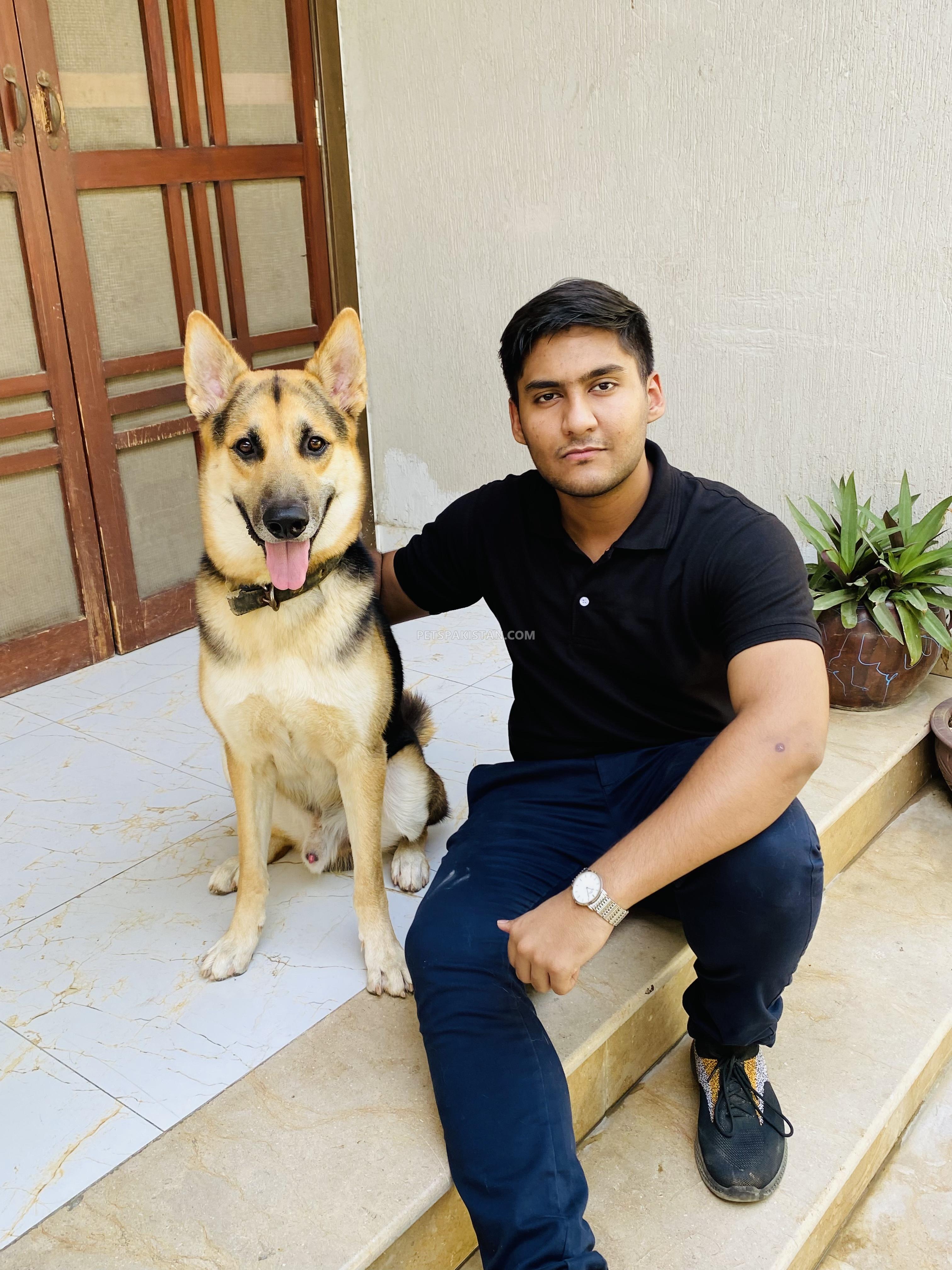 German shepherd and husky cross 