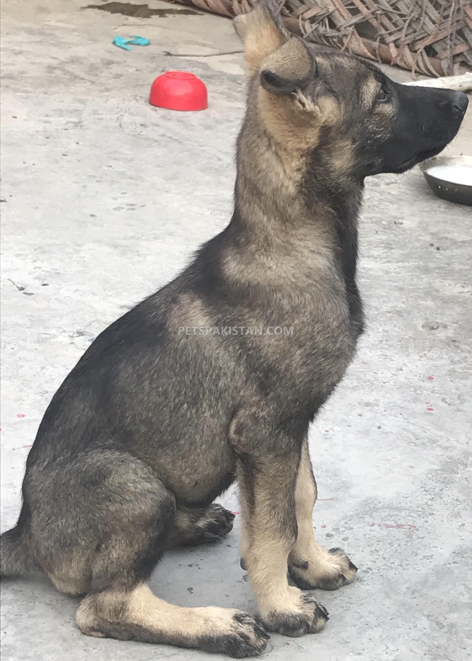 German shepherd 