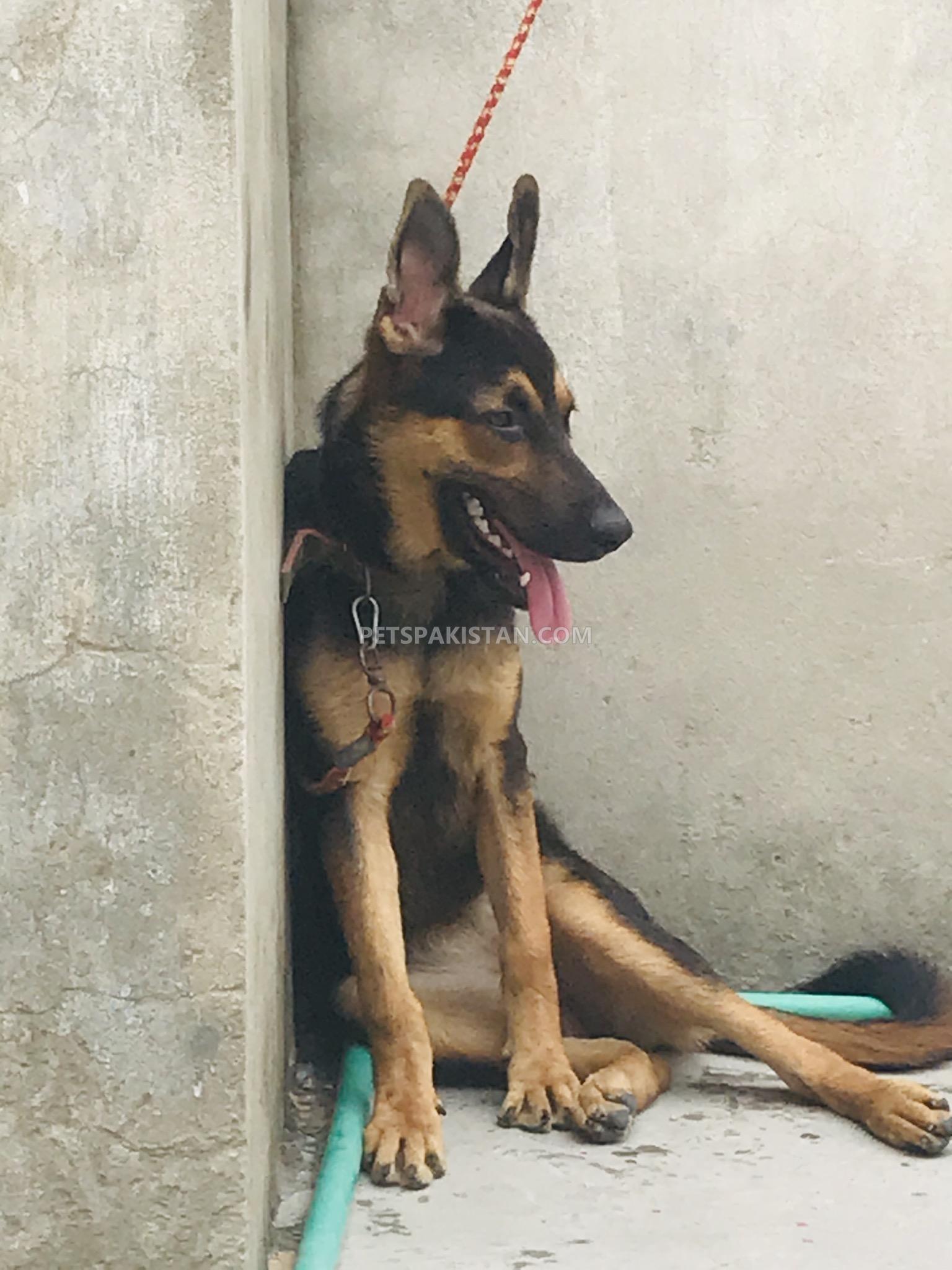 German shepherd