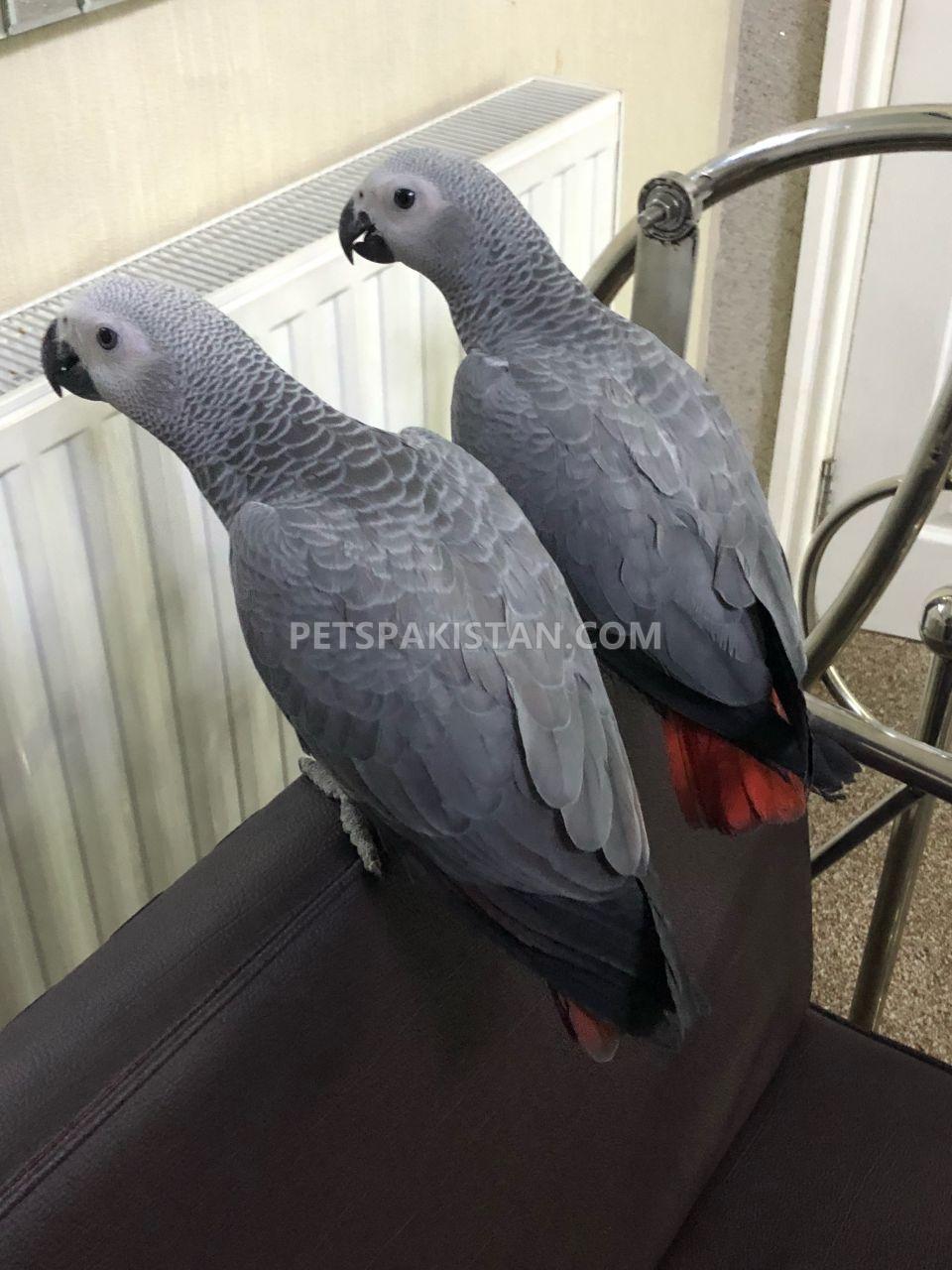 African Grey Parrots Pair Available