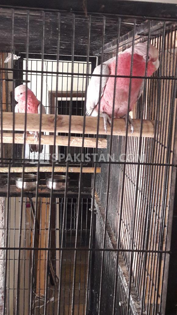 galah cockatoo / Rose Breasted Cokatoo