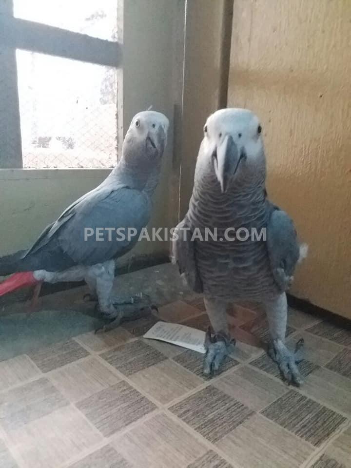 African grey Parrots Pair