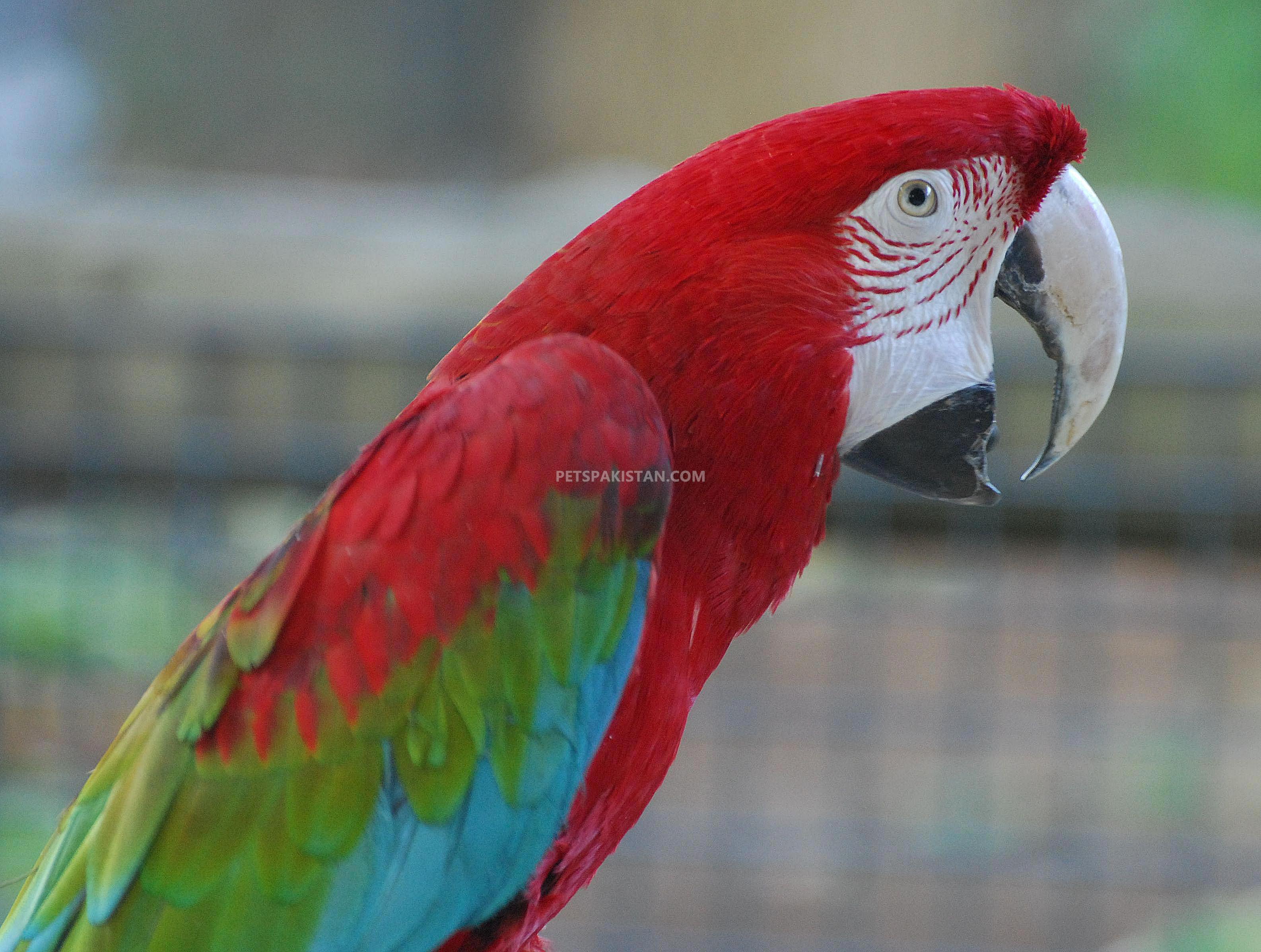 Beautiful hand reared parrots available