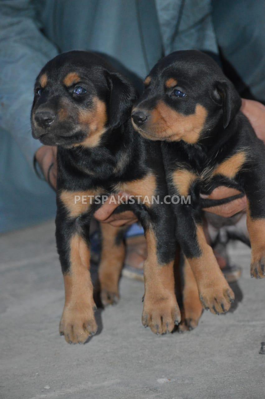 Doberman puppies