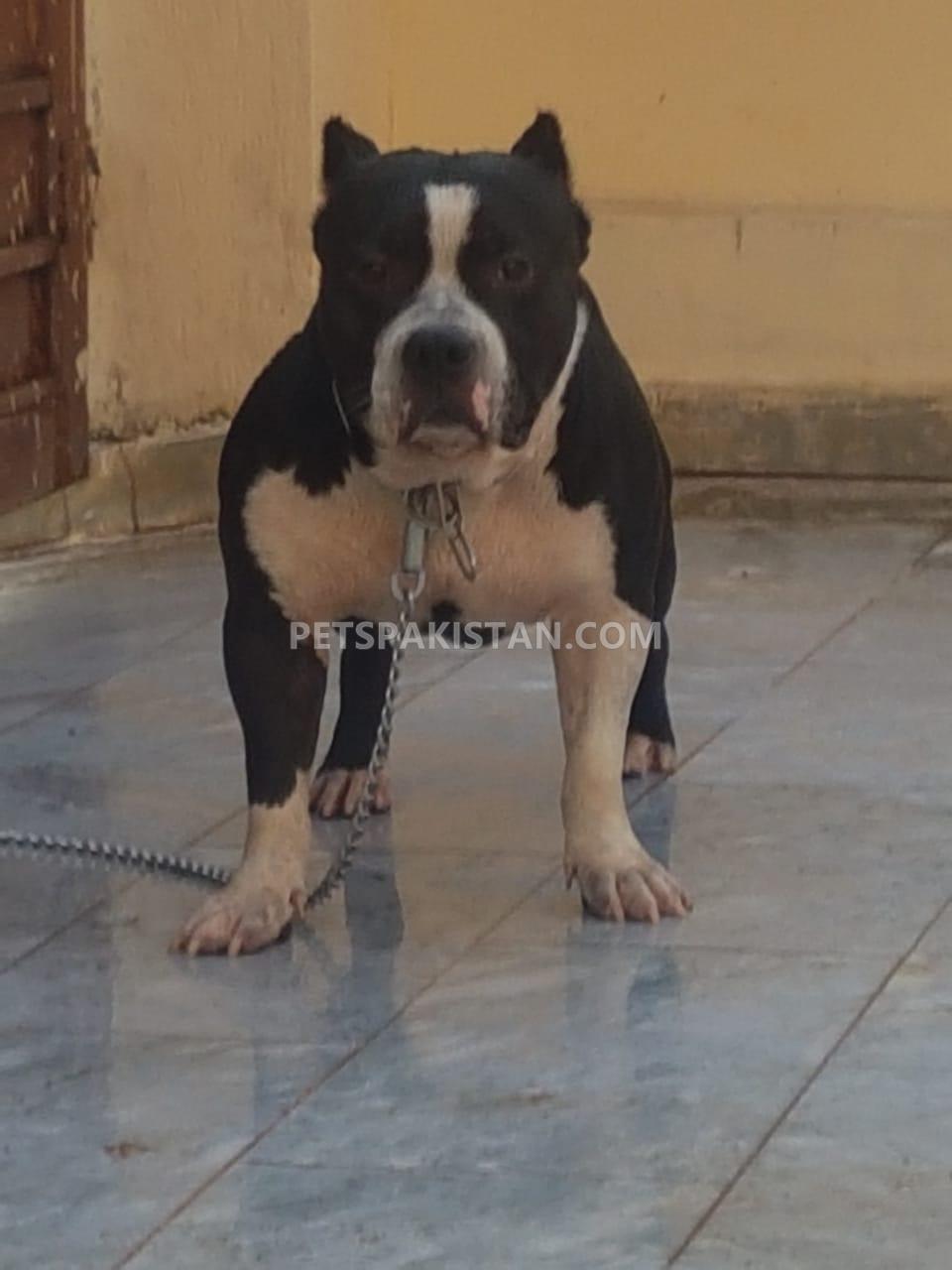 American bully pair 