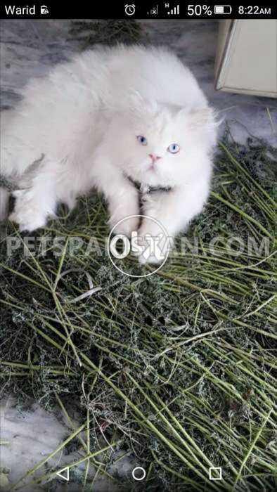 White Stud Male — photo 1