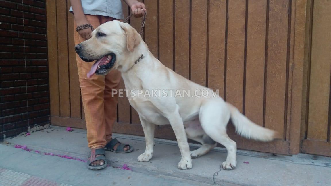 Pair Labrador retriever pedigree