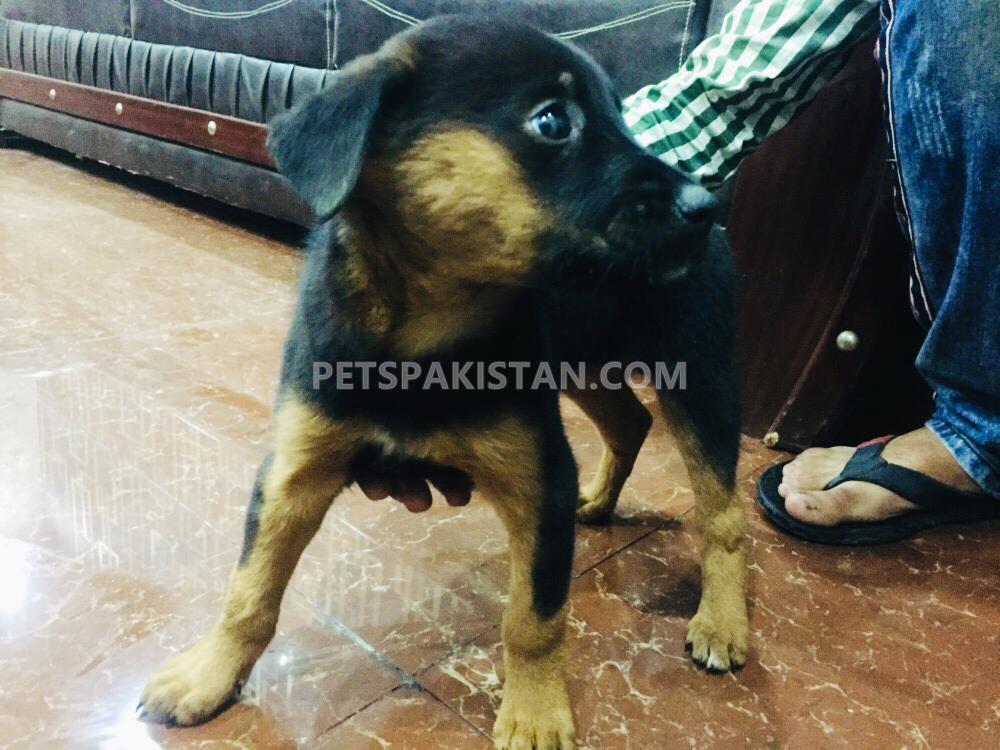 Excellent quality German Shepherd Dog 2 months double coat male pup