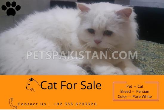 PERSIAN CAT 