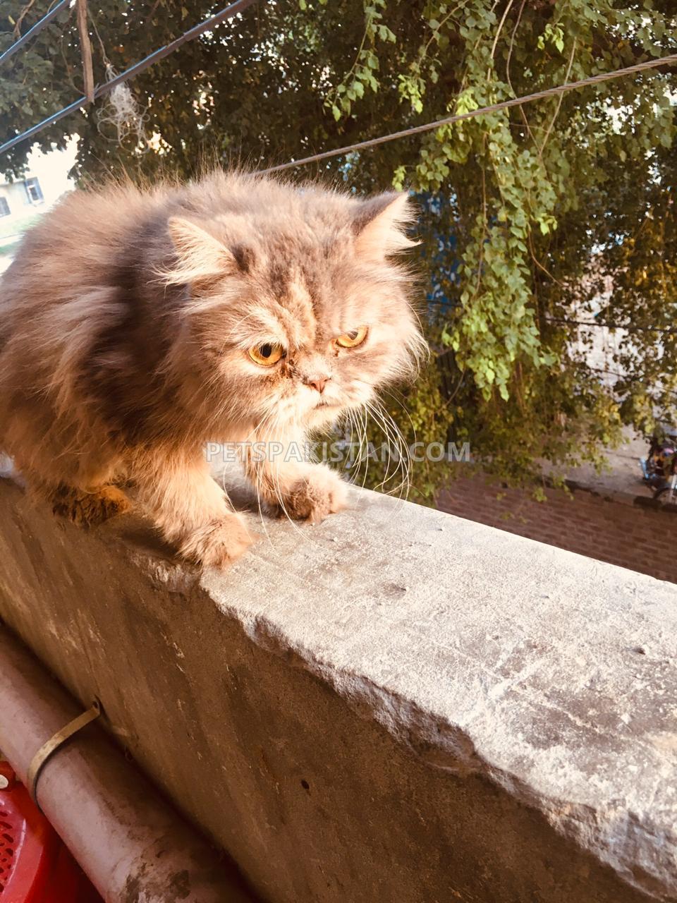 Persian Cat ( Gray Punch Face ) 