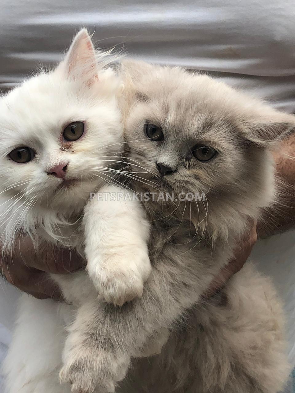 Persian Kittens and Cats for Sale (Pure breed)