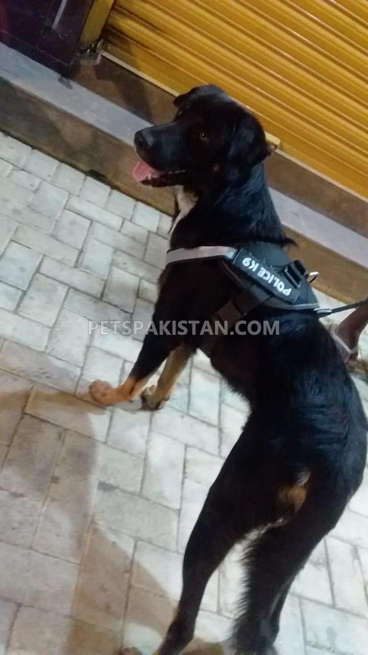Cross breed — photo 1