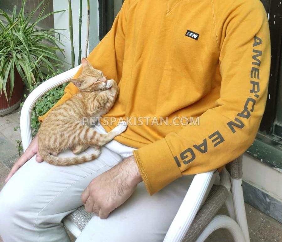 Ginger tabby cat