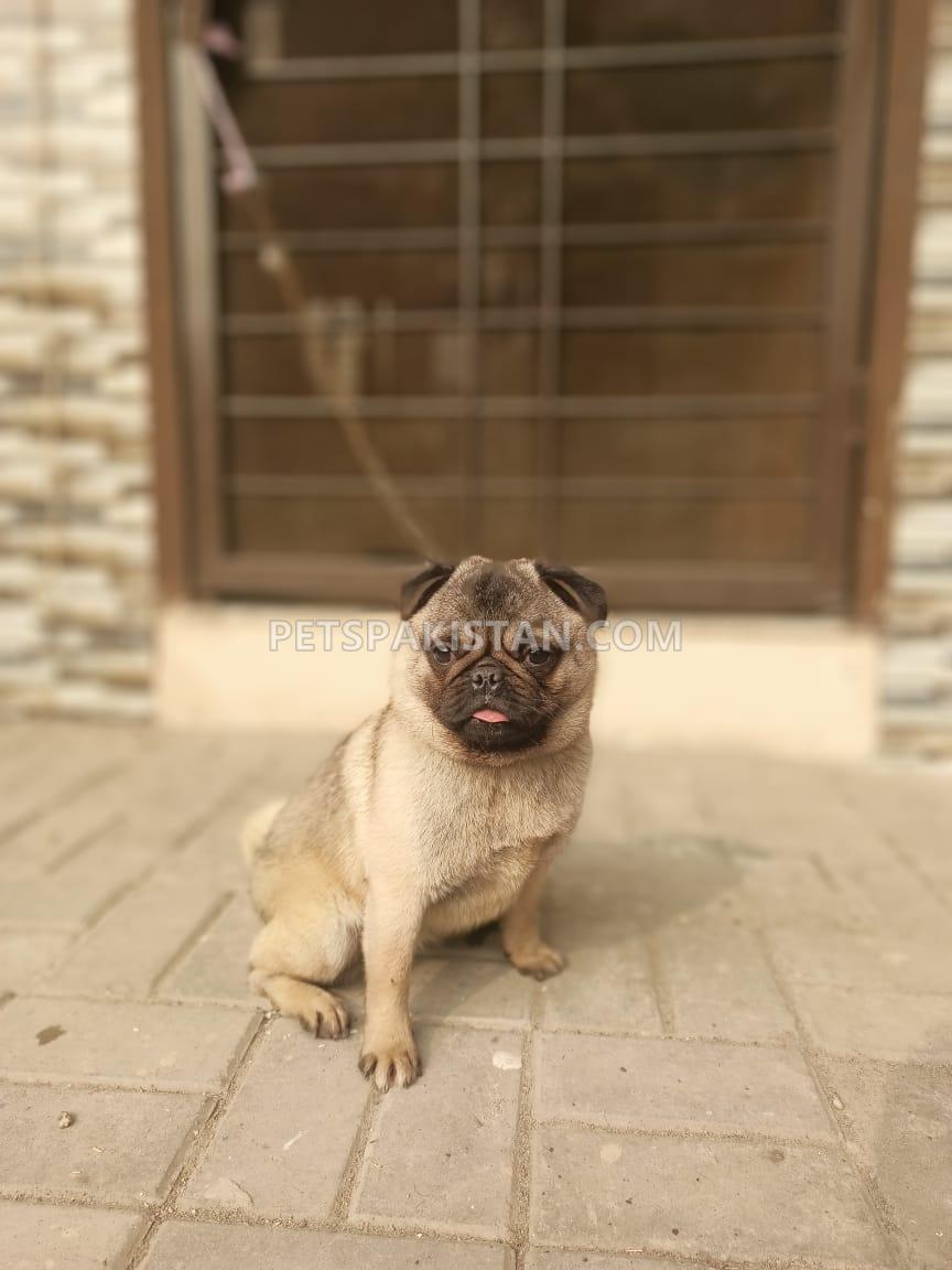 FEMALE PUG 9 MONTHS 