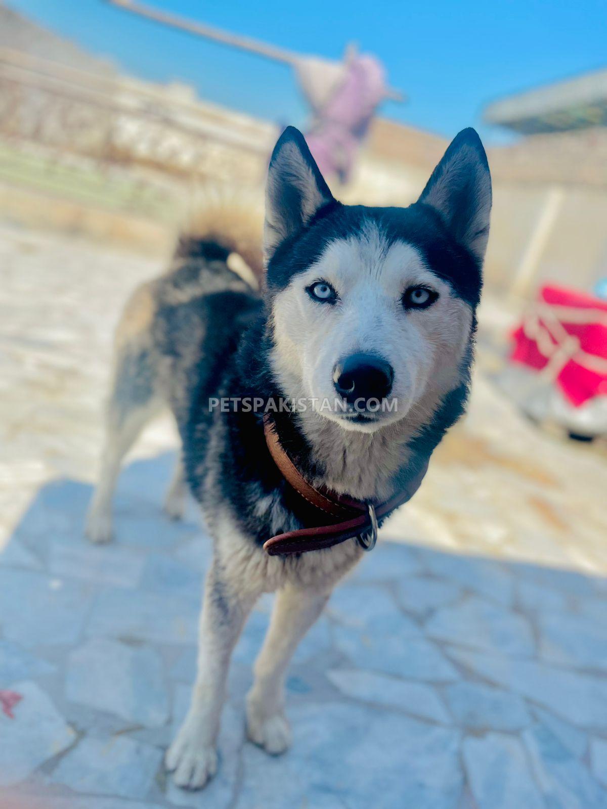 Siberian husky 