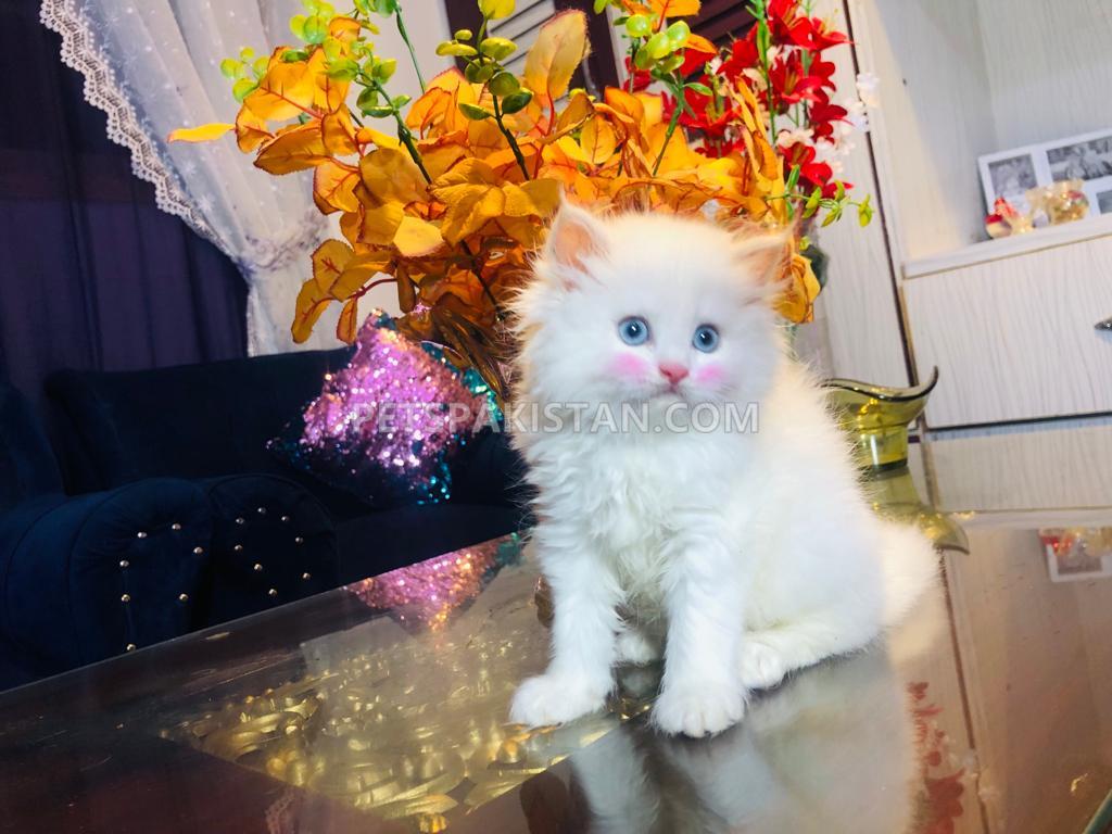 Pure Persian Kitten blue eye 