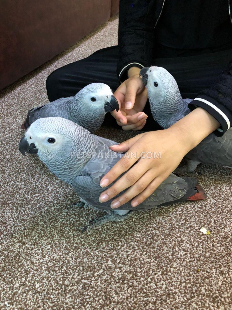 Healthy,trained and tamed parrots and Fertile Parrots Eggs for Sale whatsapp......+1 240 232-6591