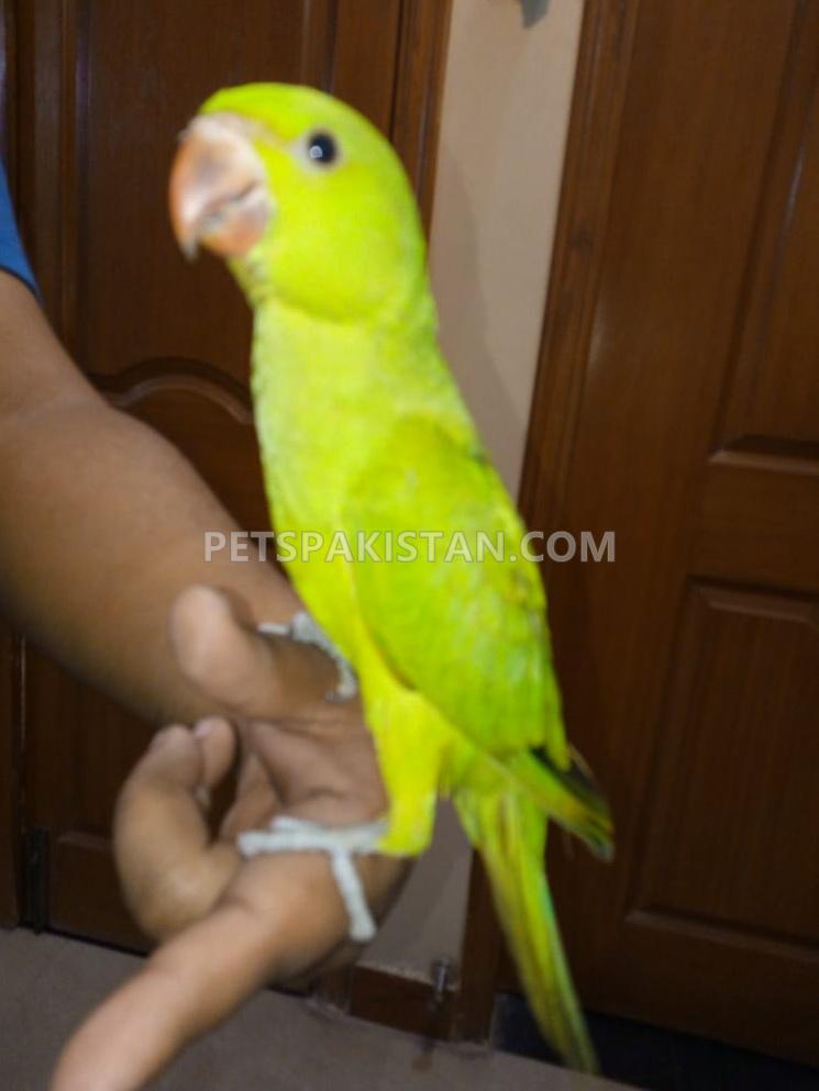 Fully hand tammed green ring neck