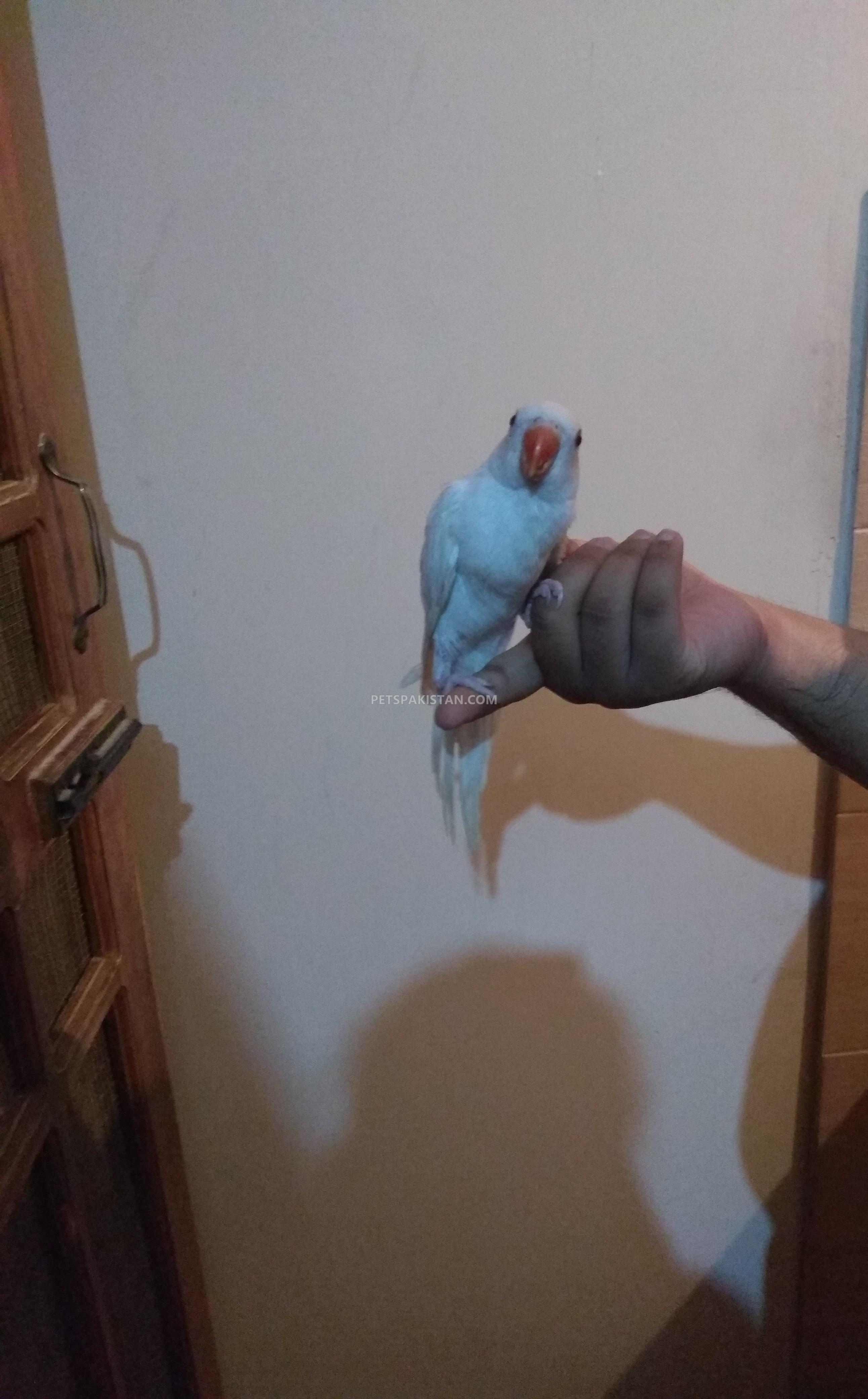 White ringneck parrot chick