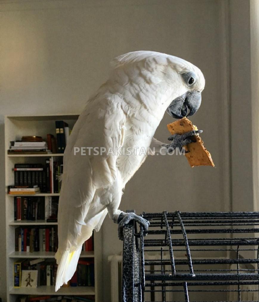 Umbrella Cockatoo Male Parrot Friendly