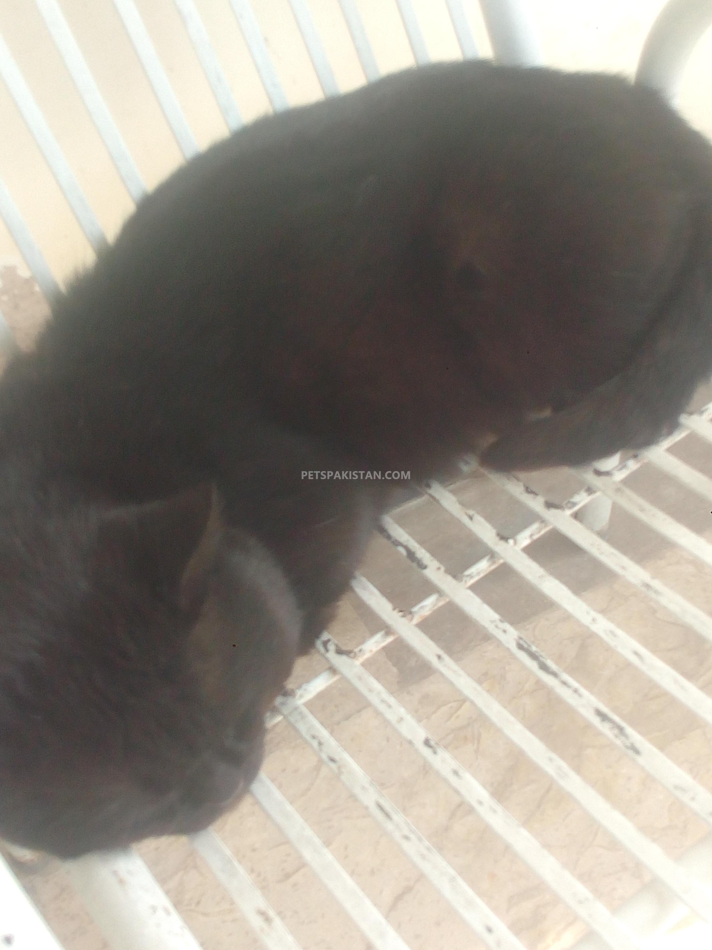 Hybrid Male Cat — photo 1
