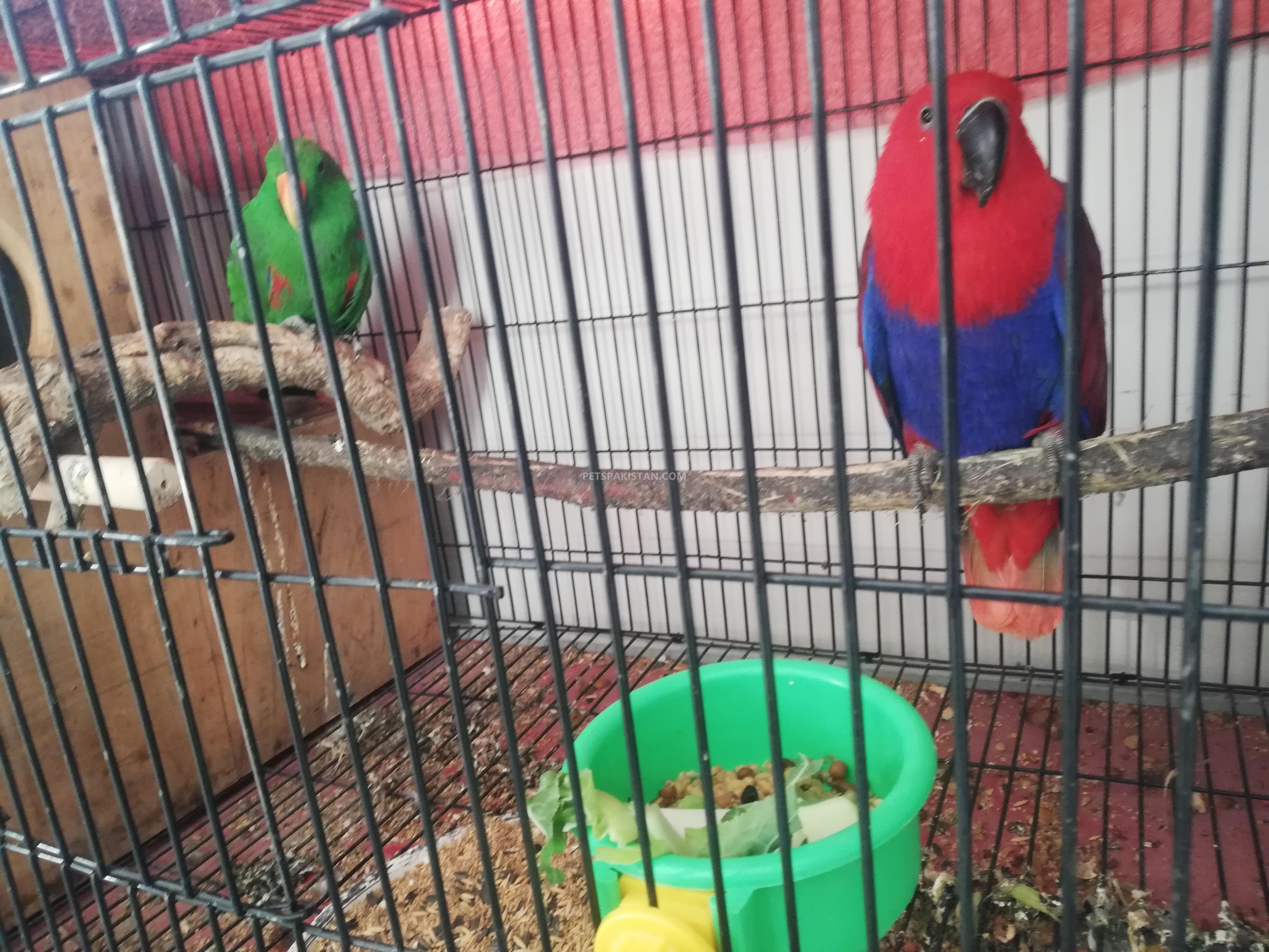 Eclectus breeder pair 