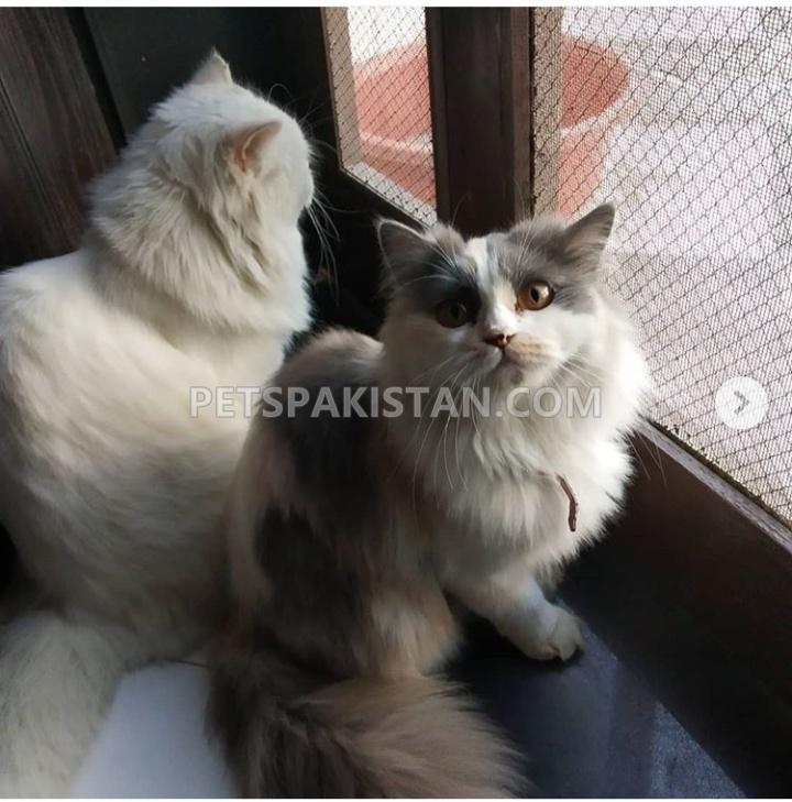 Fertile female Persian Cat