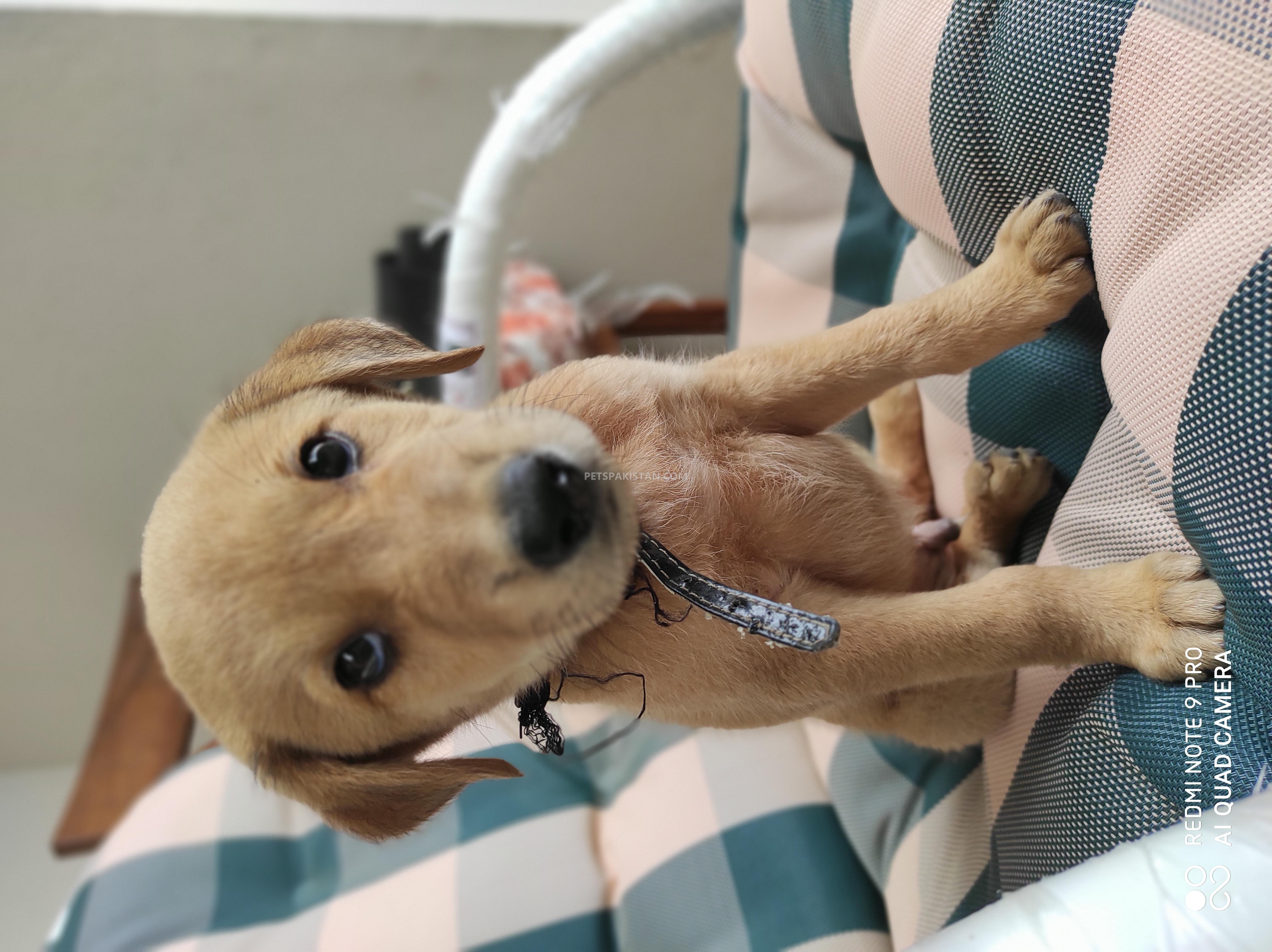 Golden Puppy Labrador-Pariah cross