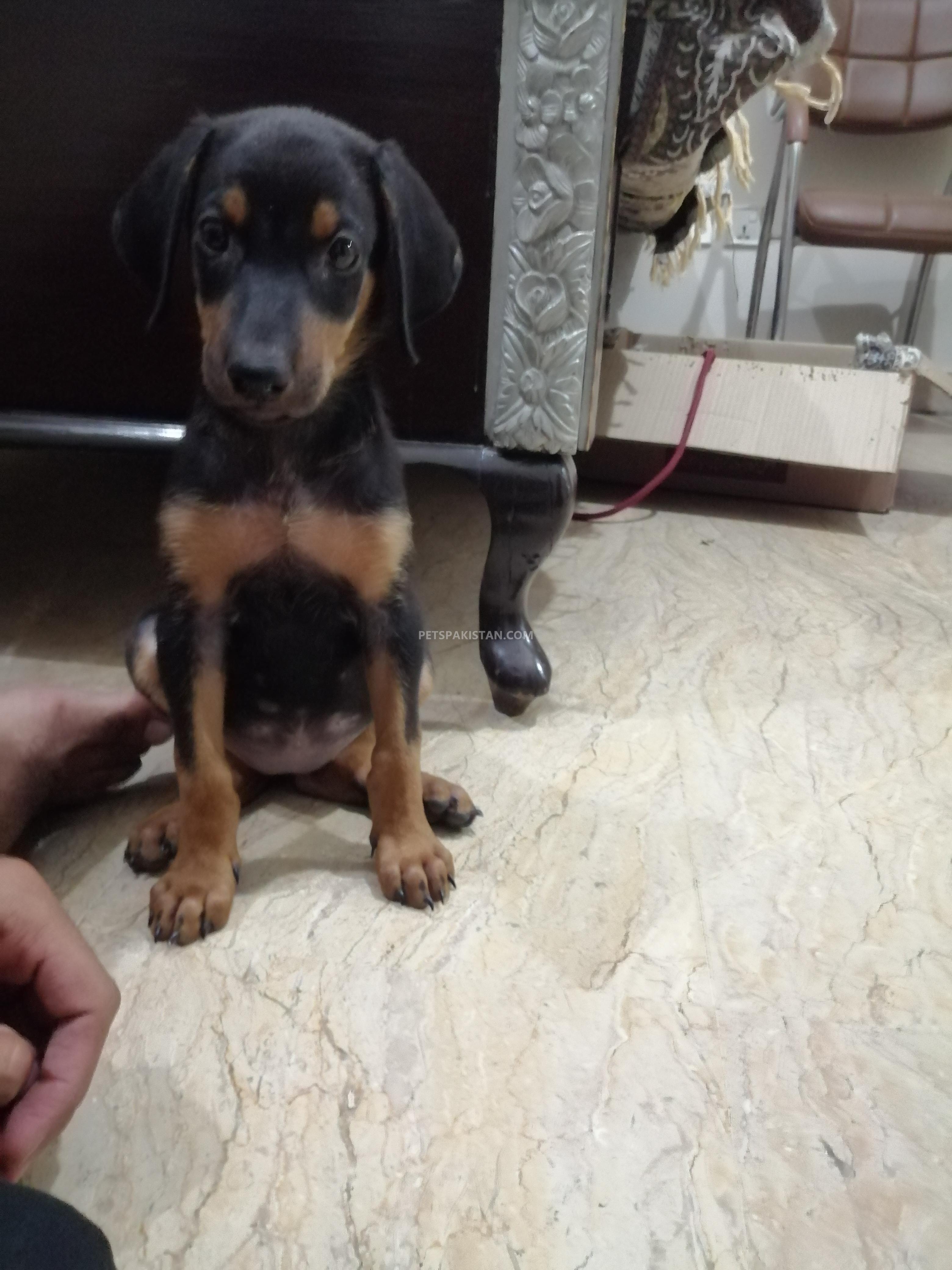 Pure Doberman bitch puppy
